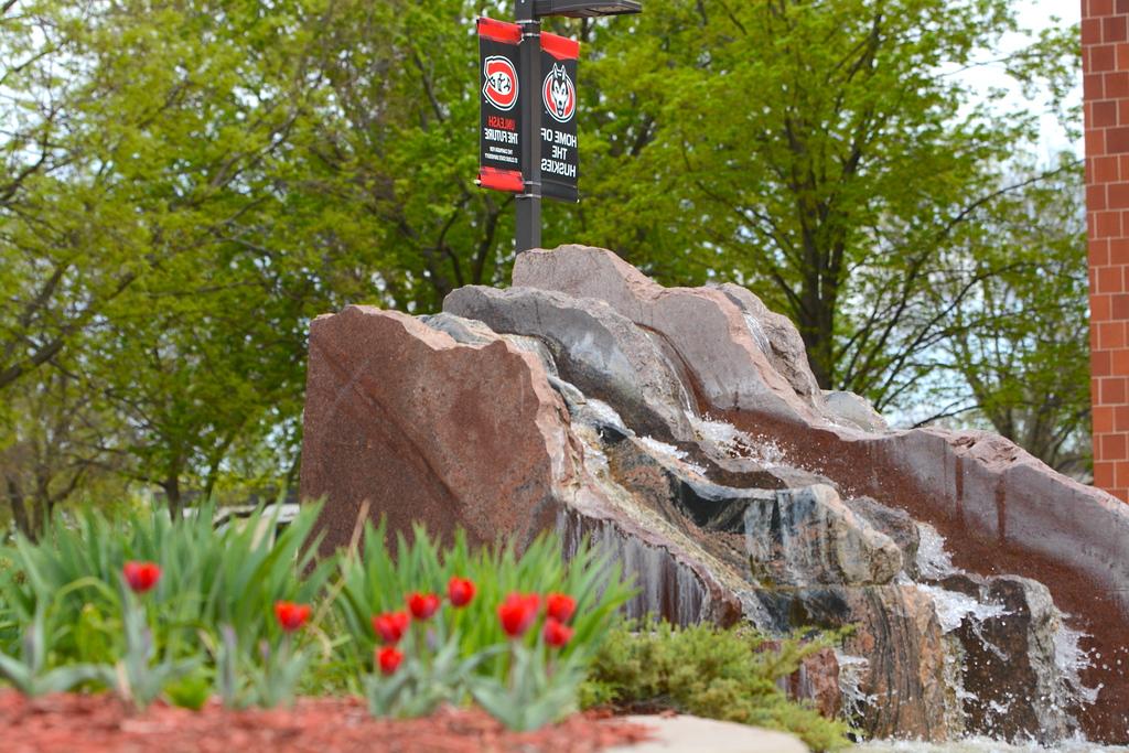 Red tulips by fountain